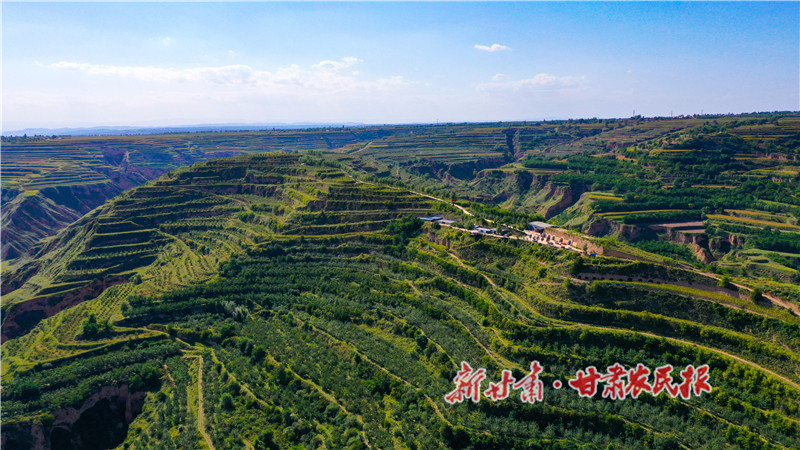 漫山遍野的核桃树_proc.jpg