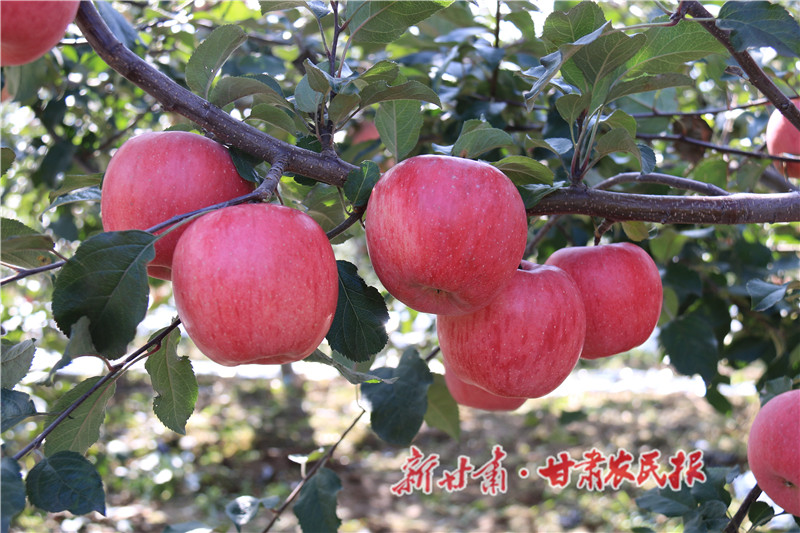 02.苹果成熟了_proc.jpg