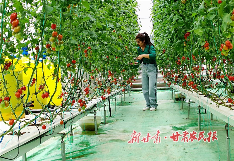 5.圣女果采摘园内，游客体验采摘乐趣_proc.jpg