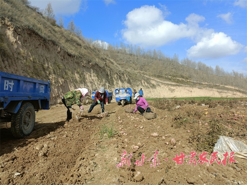 农民正在地里拾拣洋芋.jpg