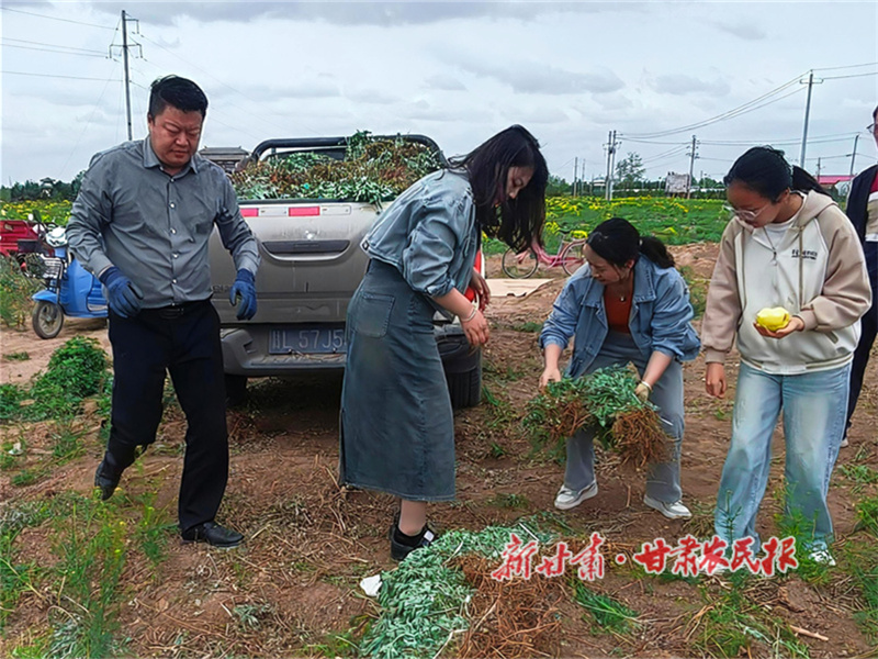 艾草苗订购.jpg