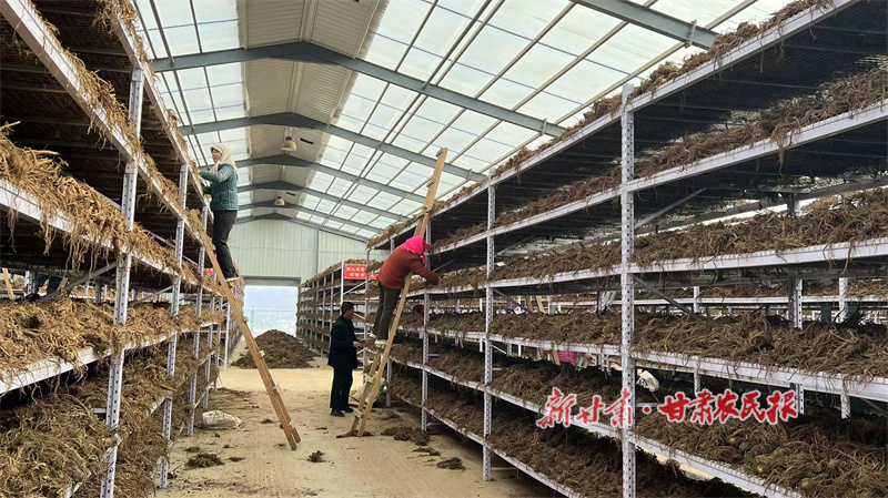 马峡镇新康公司工人晾晒药材.jpg