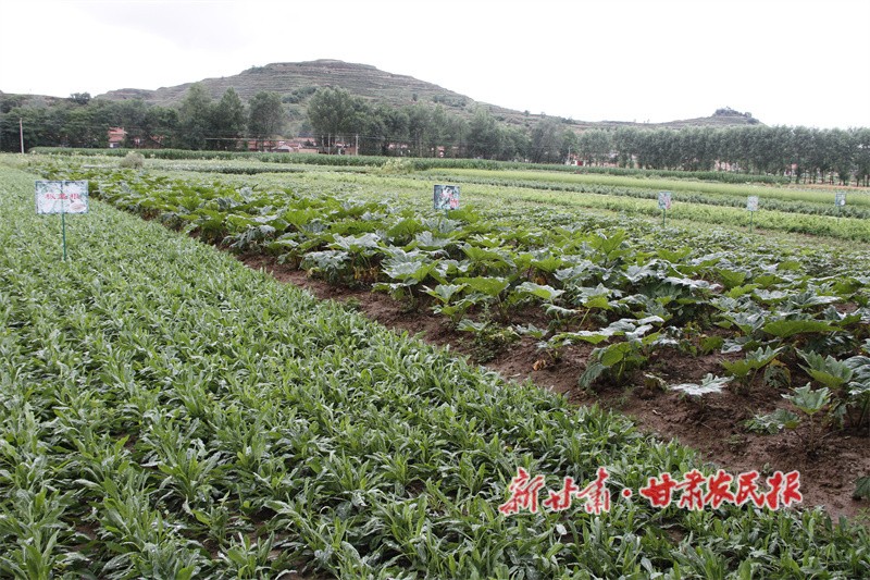 华亭市马峡镇药材种植基地.jpg