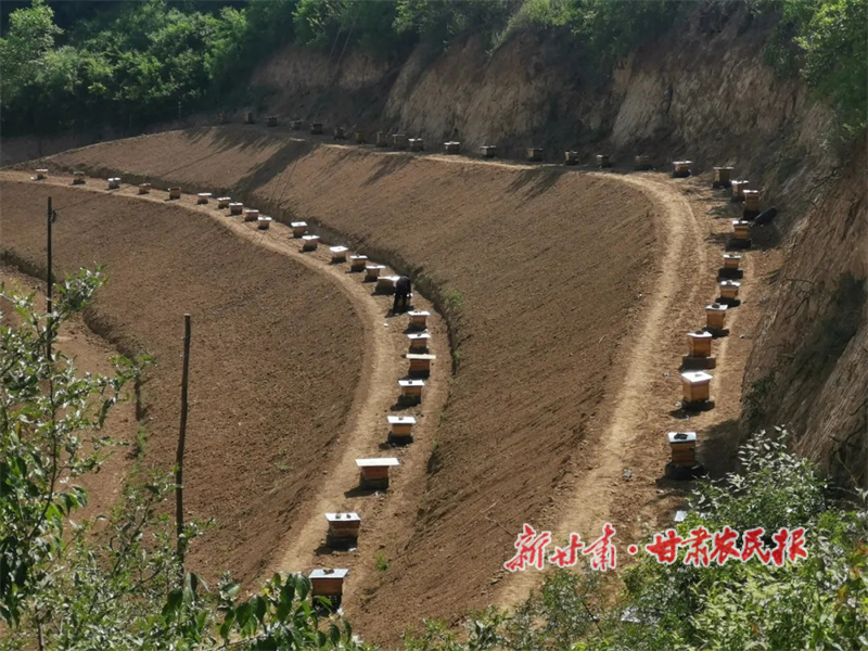 中蜂养殖场.jpg