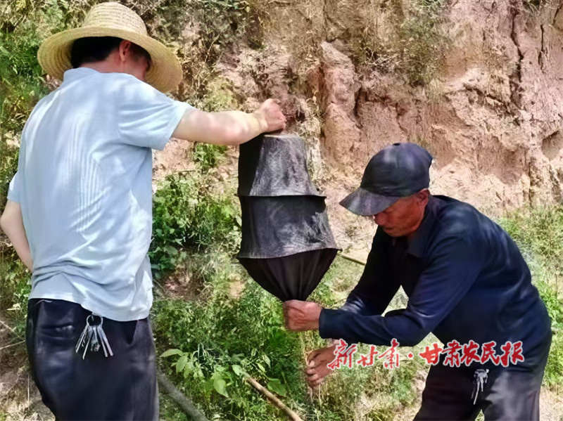 蜂群管护.jpg