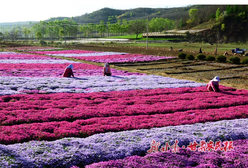 华亭市上关镇花海.jpg