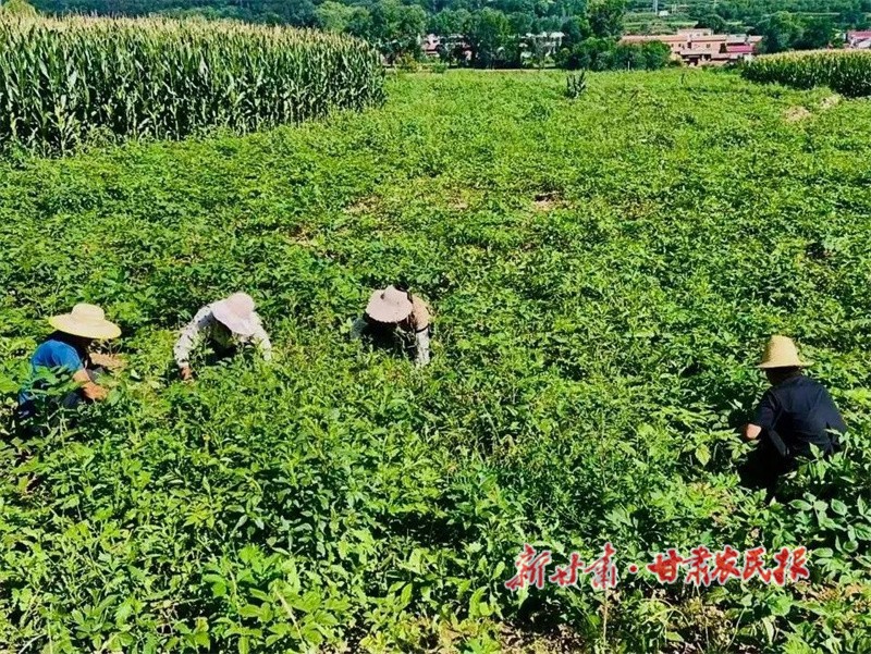 药农们正在清理药田杂草.jpg